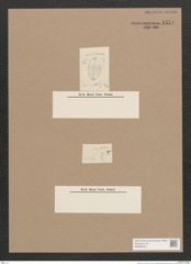 Navicula sp. (de-Toni-Nr.: Genus 1) Zeichnungen Sammlung Grunow Nr. 1554 (NHMW-BOT-W0368223)